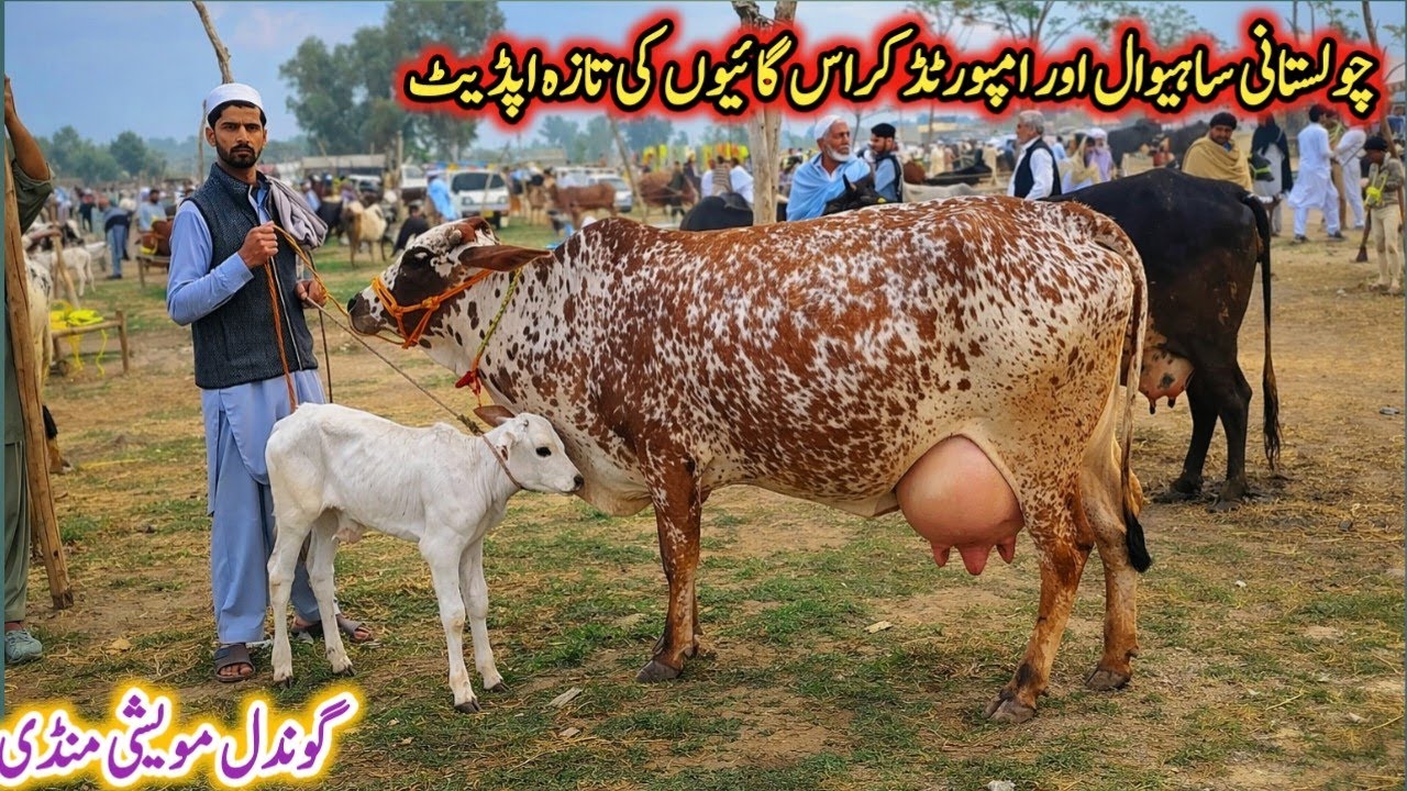 Gondal Mandi latest update10March 26!Cholistani cow for sale in Punjab!jersey cow for sale new video