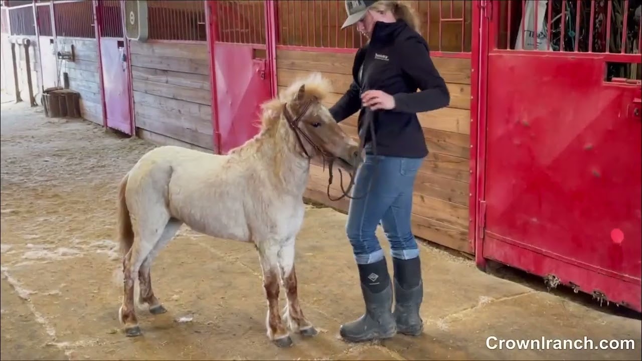 Best of CrownLRanch  #minipony #childsafe #sale
