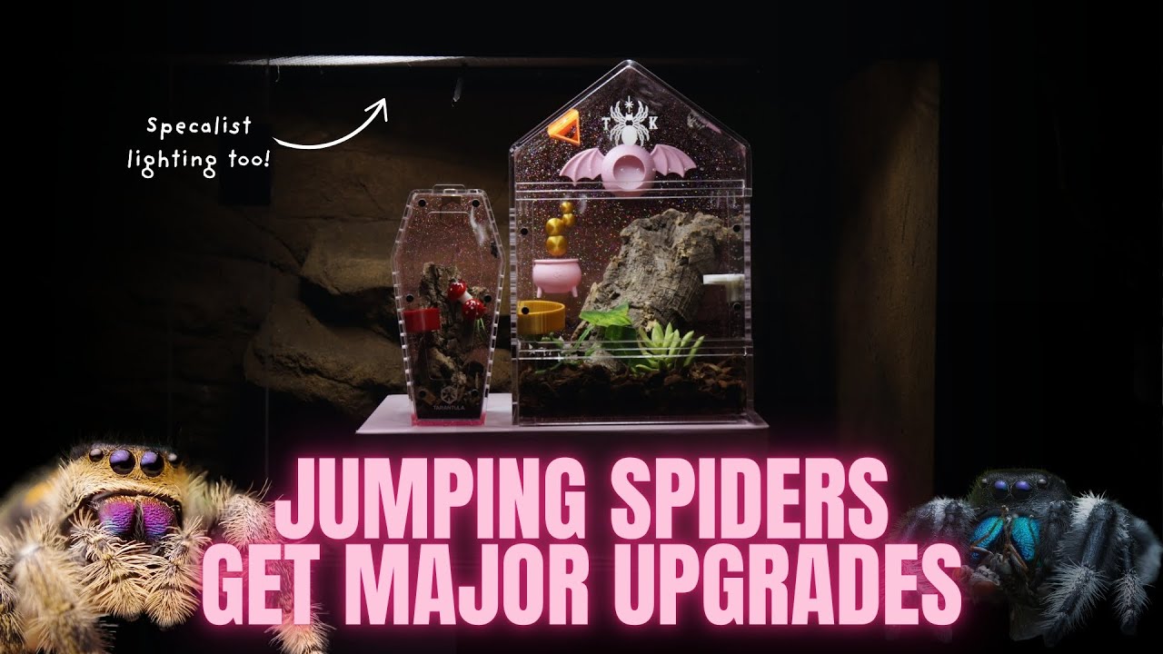 Exciting Tarantula Cribs Unboxing & Setup For My Jumping Spiders