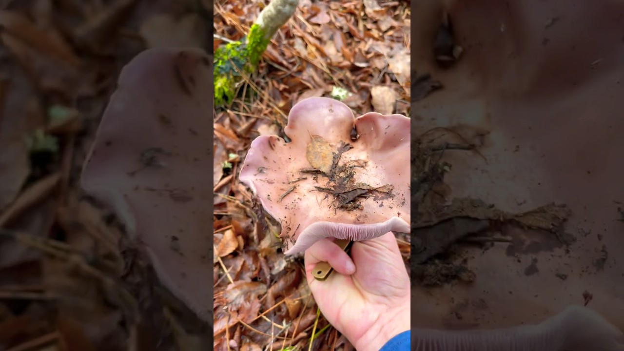 Гриб-цветок🌸 Wood blewit - фиолетовая рядовка. Lepista nuda леписта голая,&nbsp;леписта,&nbsp;синеножка.