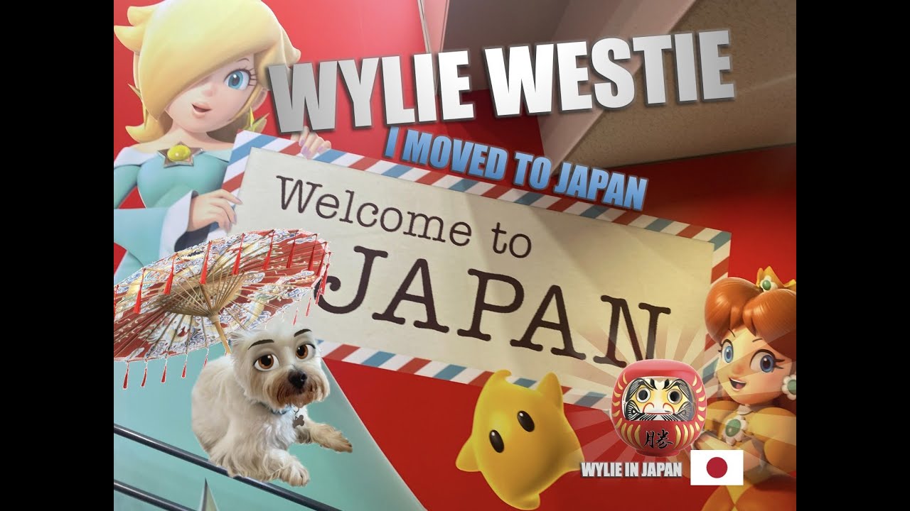 We Moved to Japan with Our Dog | We Finally Arrived!