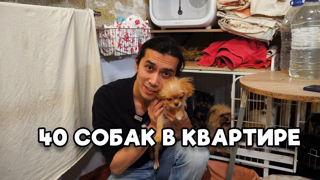 Как сделать так, чтобы 40 собак НЕ ЛАЯЛИ и не пахли? Секреты умного питомника