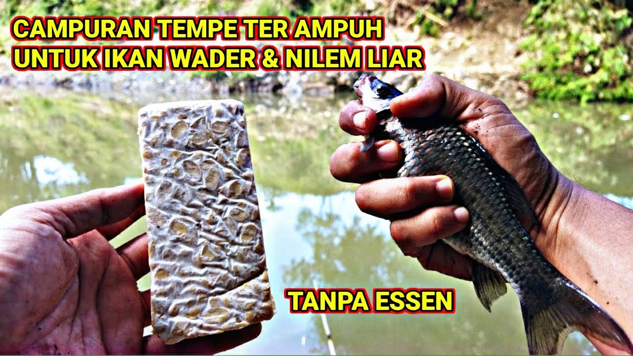 LAKUKAN INI PADA UMPAN TEMPE KALIAN‼️SAYA JAMIN AKAN DAPAT BANYAK IKAN