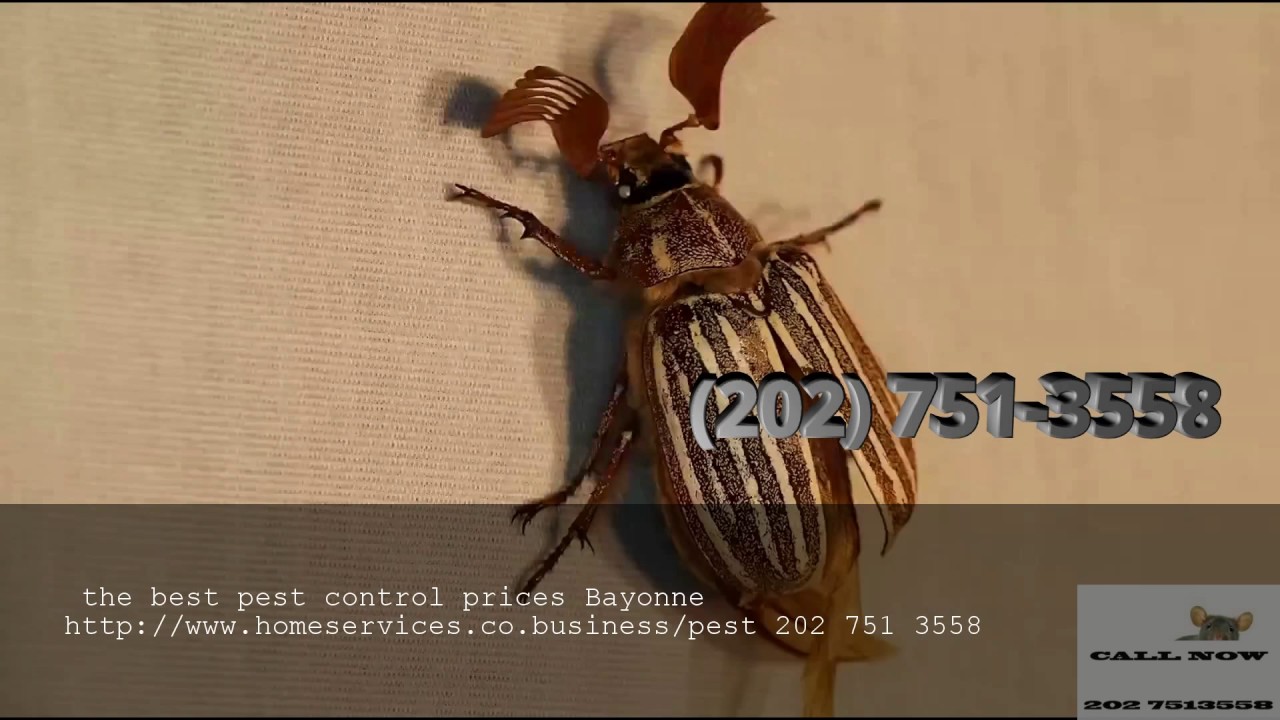 the best pest control prices Bayonne