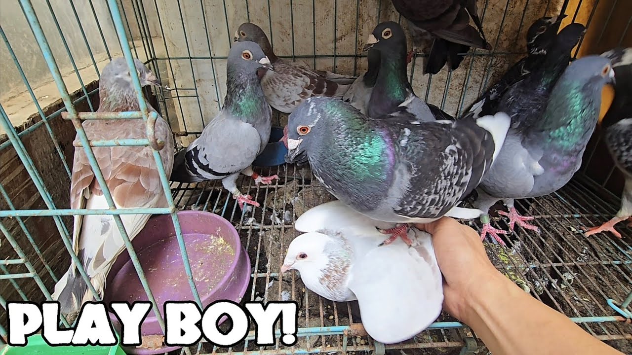 kahit sino AASAWAHIN NIYA!
