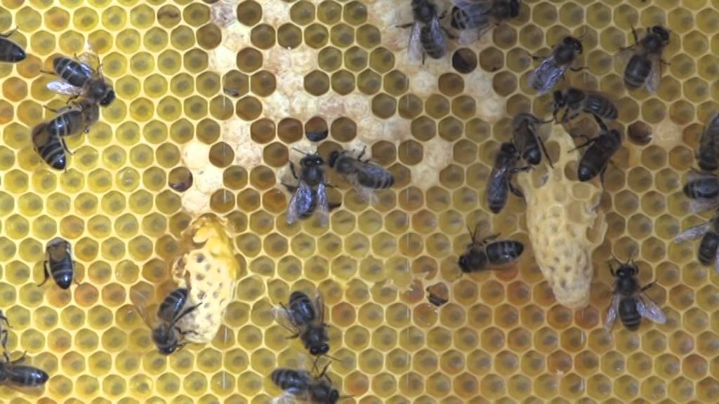 Welche Bienenbeute wählen?