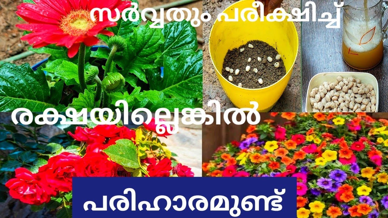 വെറും 10 രൂപ ചെലവിൽ | march month garden care | best fertiliser at gardening