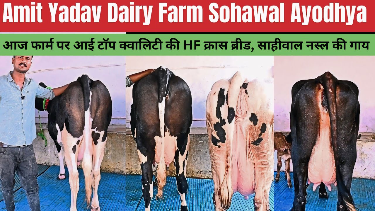 आज फार्म पर hf,क्रॉस ब्रीड,साहीवाल नस्ल की गाय आई हैं Yadav dairy farm sohawal Ayodhya UP