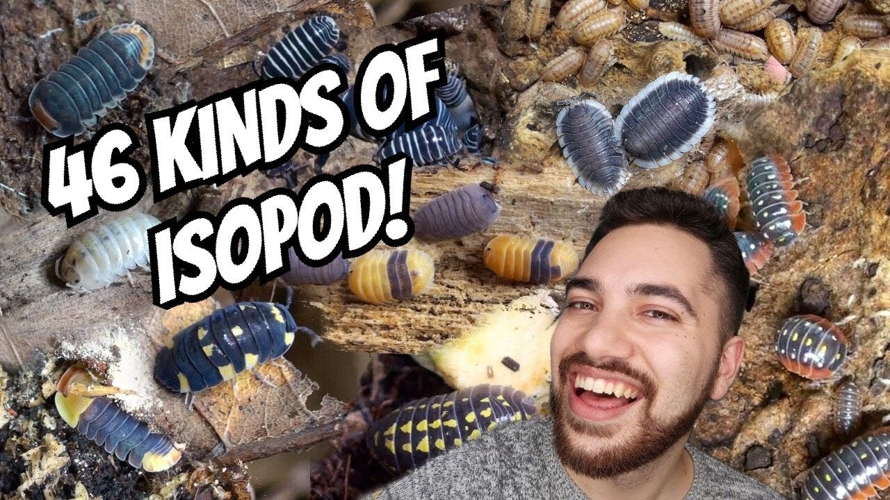 ISOPOD COLLECTION TOUR + FEEDING & WATERING (46 TYPES)