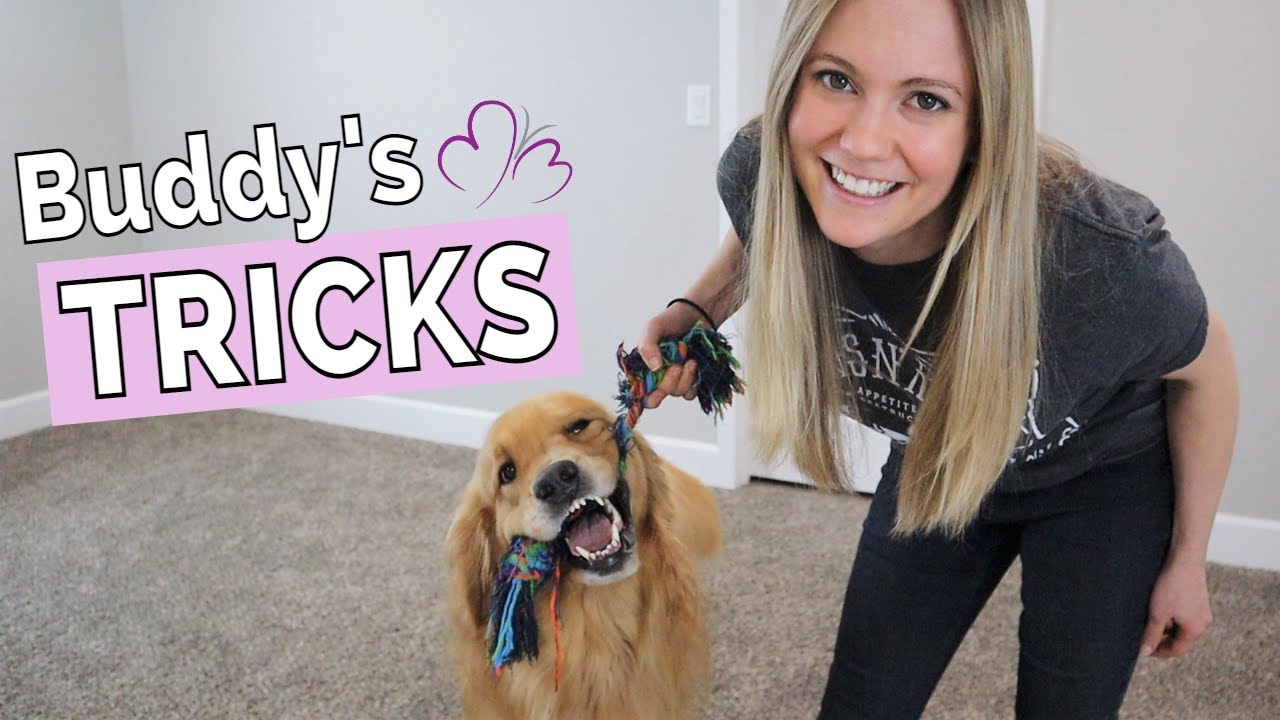 SERVICE DOG TRICKS // Buddy's 