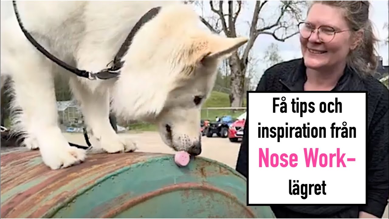 Häng med på Nose Work-läger utanför Göteborg