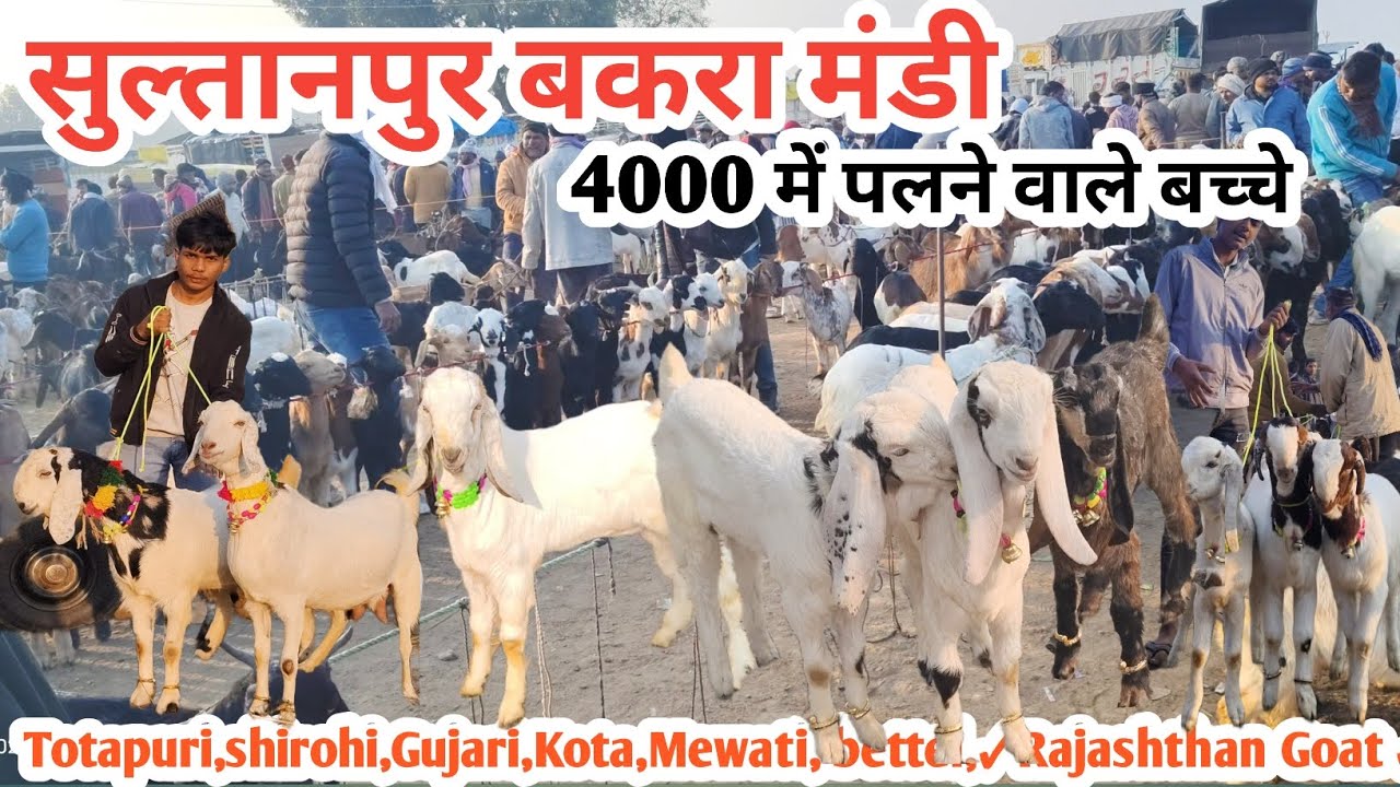 सुल्तानपुर बकरा मंडी ।। सस्ते दामों में बच्चे वाली बकरी ।। सुल्तानपुर बकरा मंडी ।। New Update #bakra