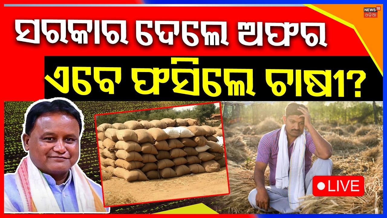 Live: ଚିନ୍ତାରେ ଚାଷୀ, ଏବେ କରିବେ କ'ଣ ? Paddy Production | OdishaFarmers | Cm Mohan Majhi | Odia News