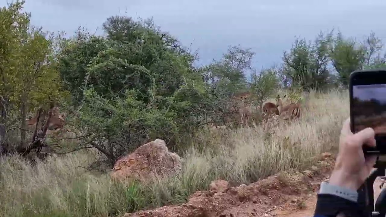 Herd Harmony: A Majestic Gathering of Female Antelopes in the Wild 🦌🌾