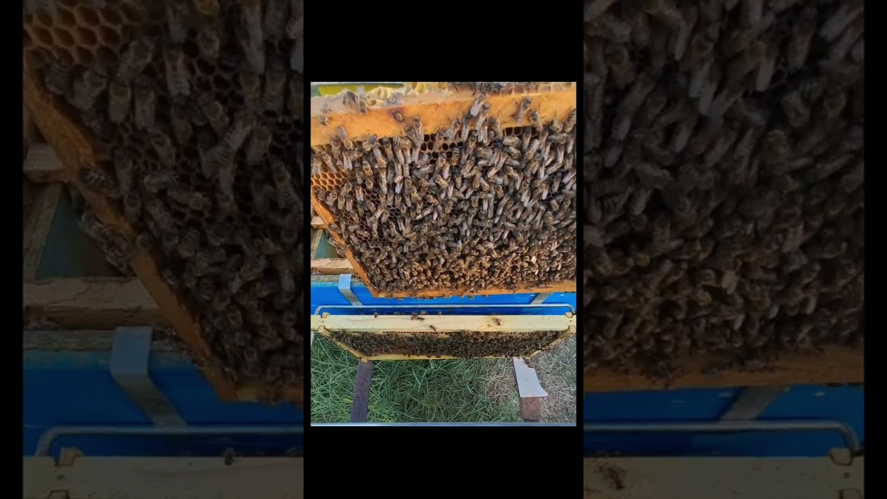 Trajtimi me acid oksalik 3% ne koloni pa pjellje - Oxalic acid 3% treat in broodless hives
