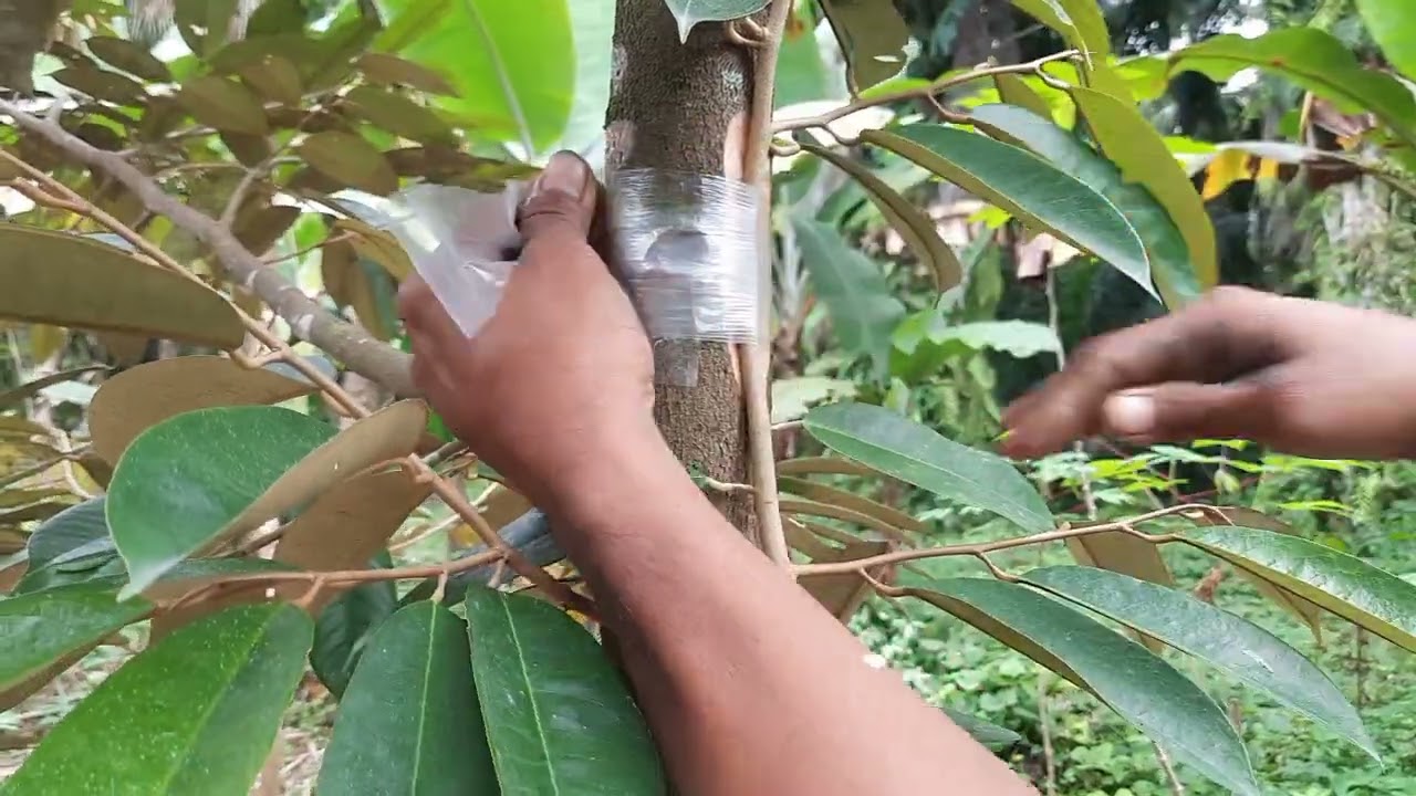 cara sambung susu pada pohon durian berhasil 99%