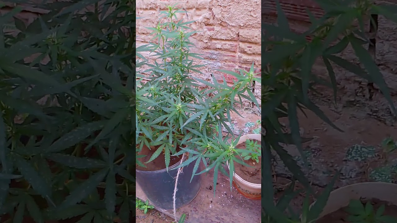 CANNABIS COM 12 DIAS DE FLORA&Ccedil;&Atilde;O,  - PRIMEIRO CULTIVO, ADUBA&Ccedil;&Atilde;O COM DIMMY (CANNABIS MEDICINAL)
