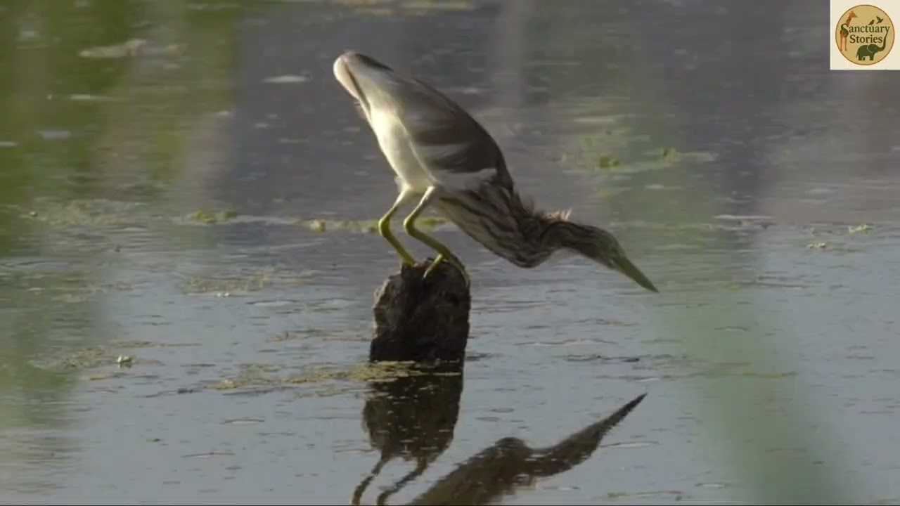 Chennai Lakes | Photo Video Docuentation | Sanctuary Stories