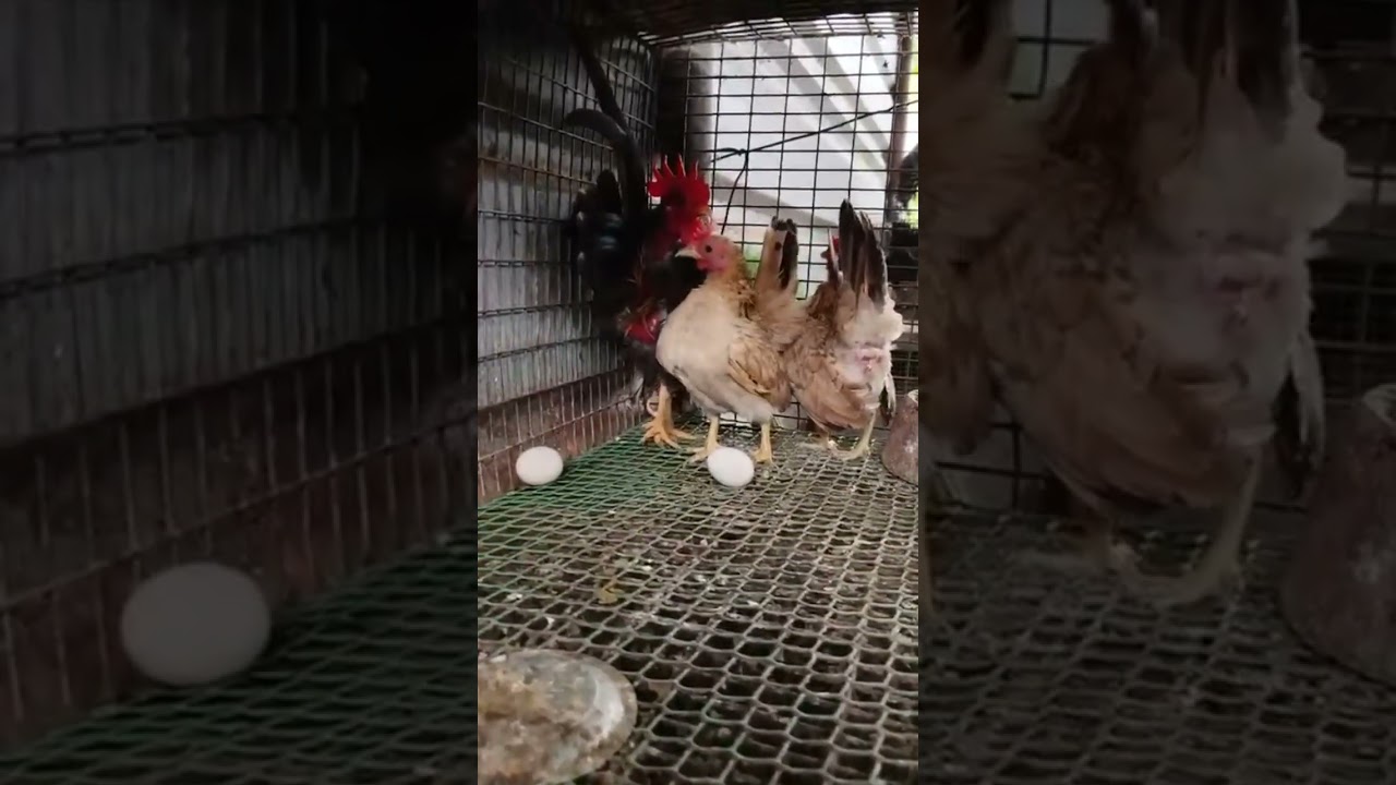 Malaysian Serama 🐓 #seramachicken