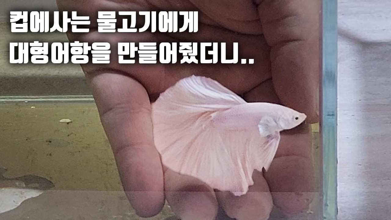 커피 컵에 살았던 물고기에게 대형 어항을 만들어 주면 생기는일