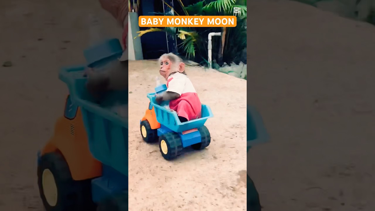 Baby Monkey Moon Has Drinking Milk #monkeys #smartmonkey #car #milk #babymonkey