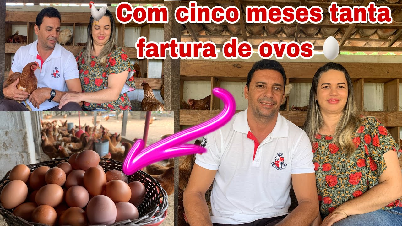 FOI TANTO OVOS 🥚QUE NÃO COUBE NO 🪣/COM APENAS CINCO MESES AS FRANGAS JÁ ESTÁ PRODUZINDO MUITOOO
