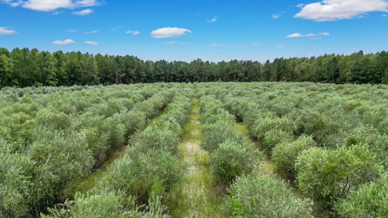 Award Winning Olive Farm For Sale in Glennville, GA