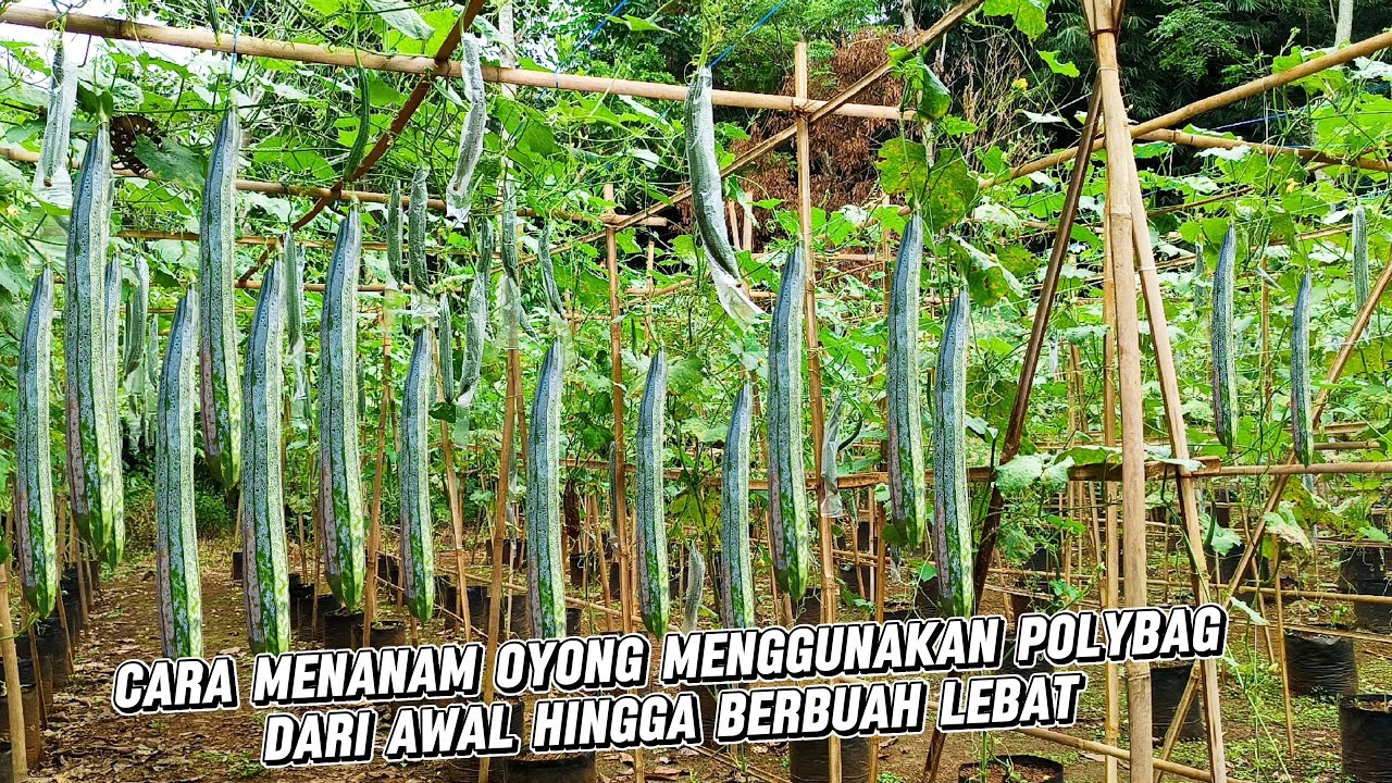 Menanam Tanaman Oyong gambas Menggunakan Polybag Dari Awal Tanam Hingga Berbuah Lebat