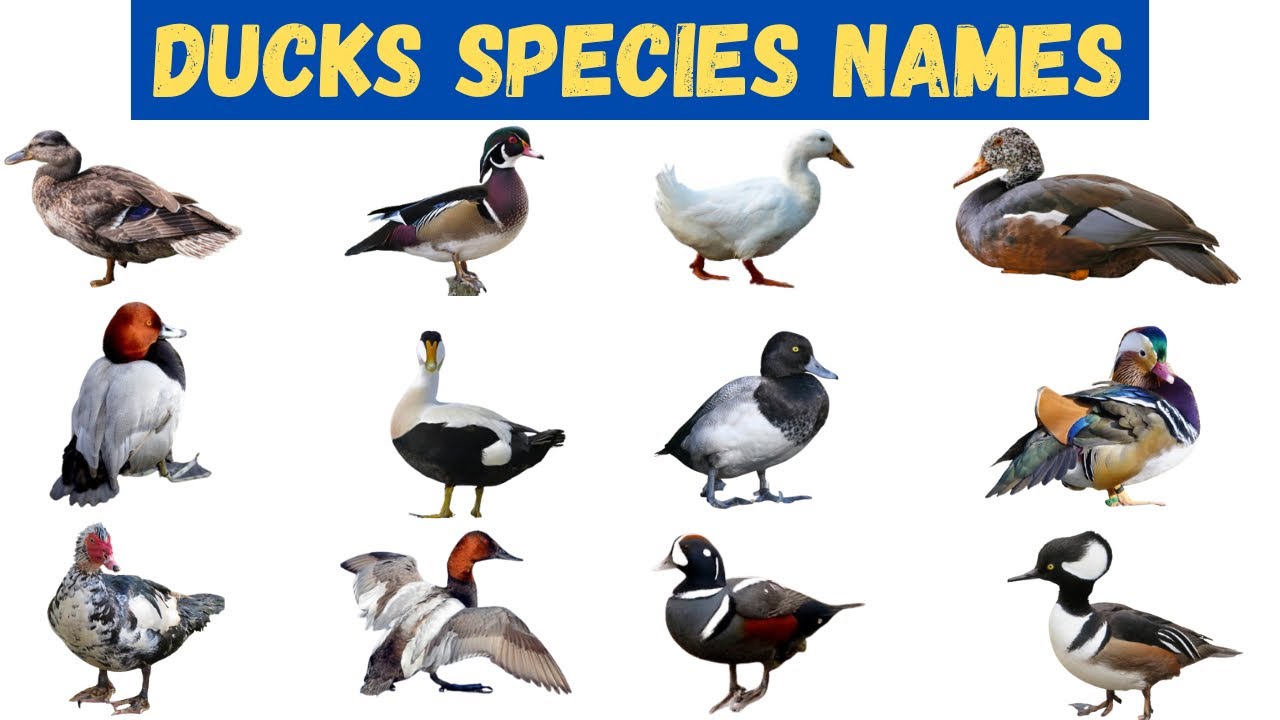 Ducks Species Names With Pictures | Birds For Kids #duck #birds