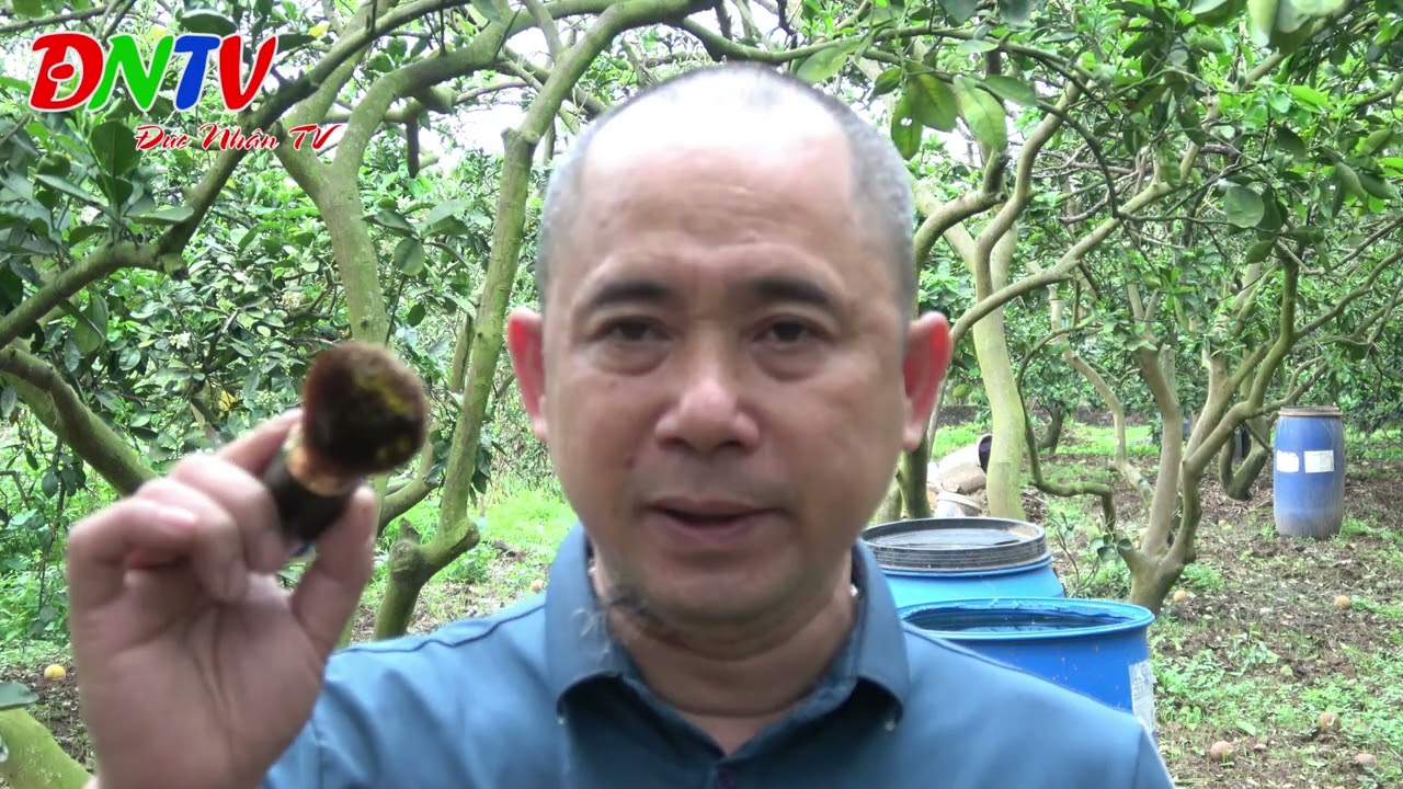 PHUN THUỐC,BÓN PHÂN,THỤ PHẤN,TƯỚI NƯỚC NHƯ THẾ NÀO ĐỂ BƯỞI SAI QUẢ NHẤT?