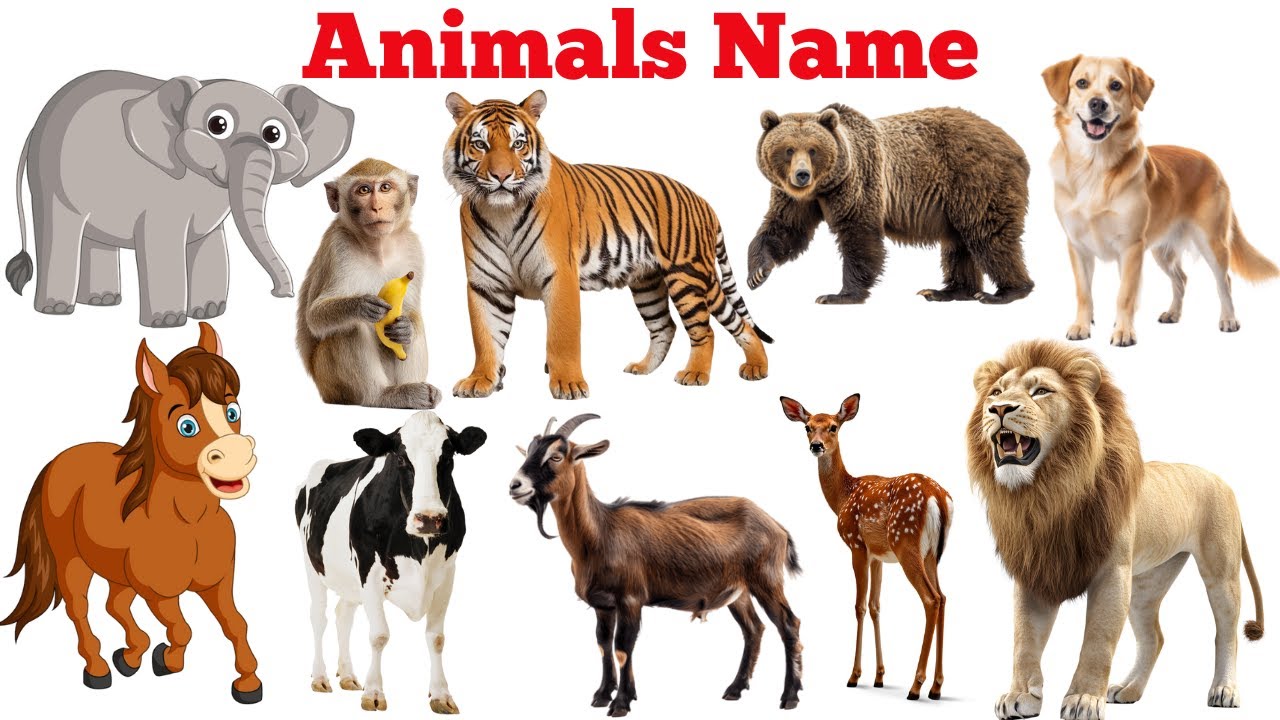 Animals | Animal names | Animal names in English | Learn Animals | Wild Animals | Domestic Animals