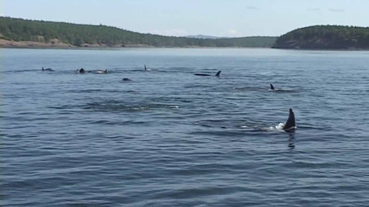 Orca Whale Watching live video footage San Juan  Island