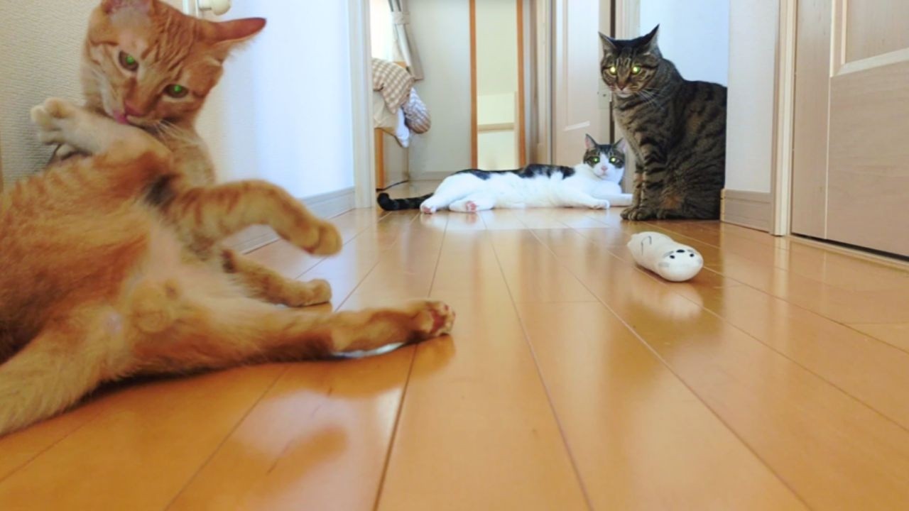 【猫の集会】子猫に情報交換の場を破壊された猫達【猫会議】