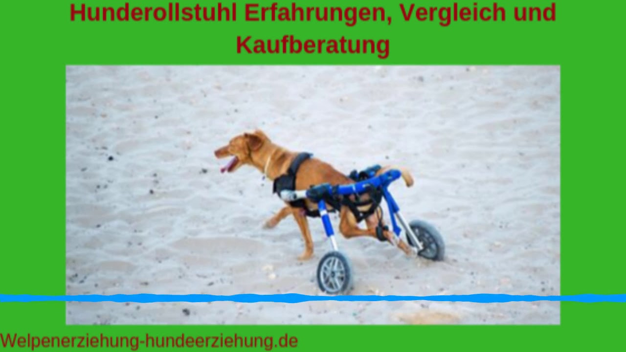 Hunderollstuhl Erfahrungen, Vergleich, Kosten und unabhängige Kaufberatung 2019
