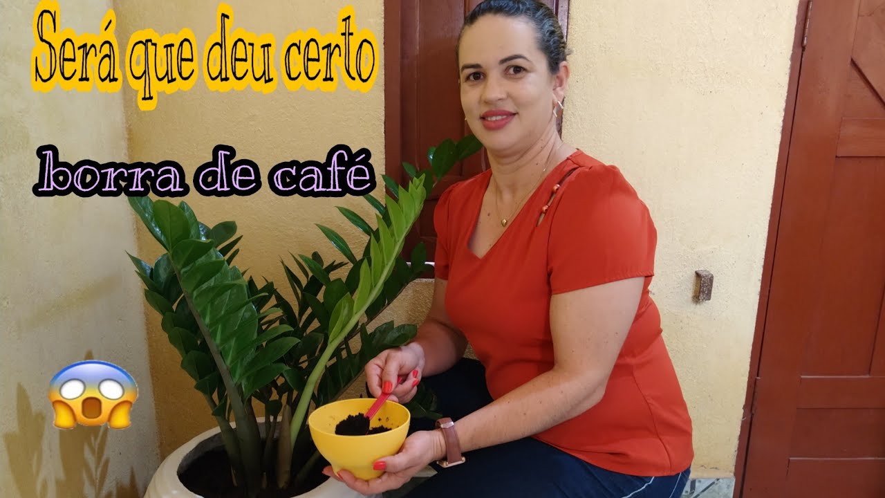 COMO ADUBAR  REVIGORAR ZAMIOCULCA // ADUBO ORGÂNICO / pathy vida na roça