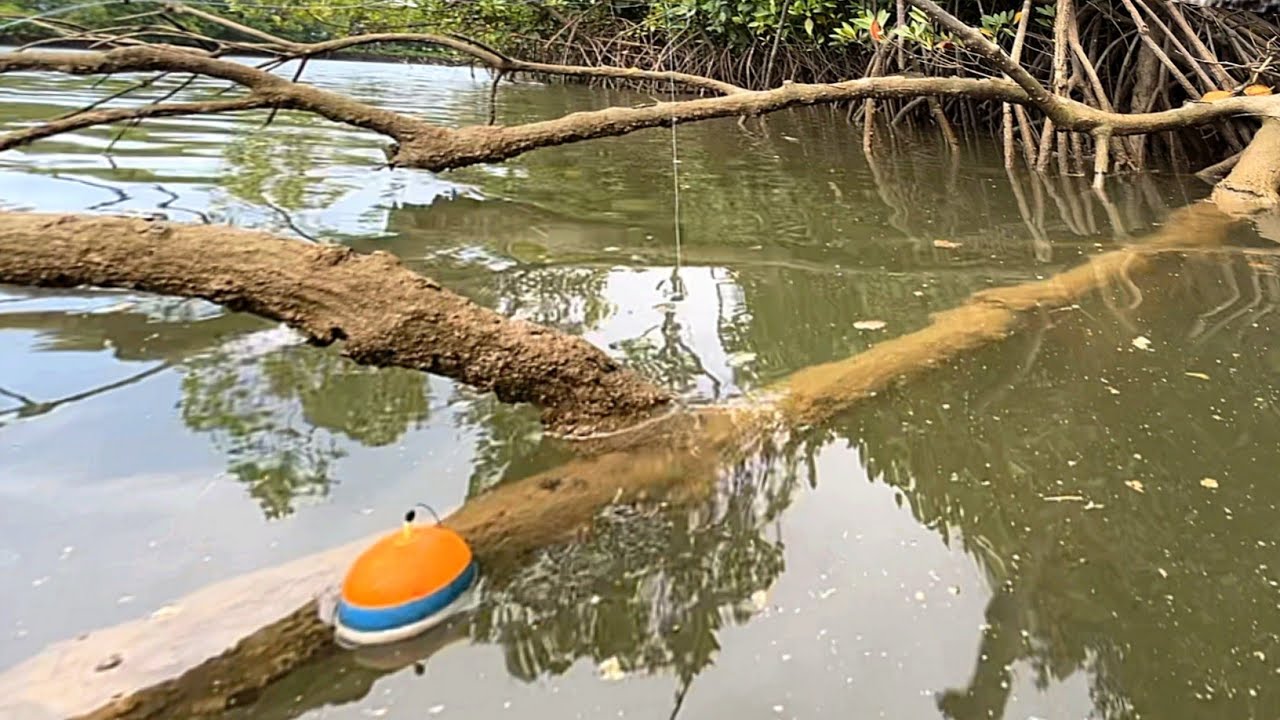 Saat mancing kakap putih malah nemu sarang ikan besar penghuni akar pohon bakau