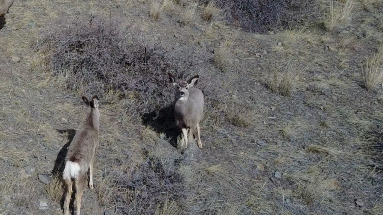 Wildlife vs. Drone! A test with the DJI Mavic Pro, 4K UHD