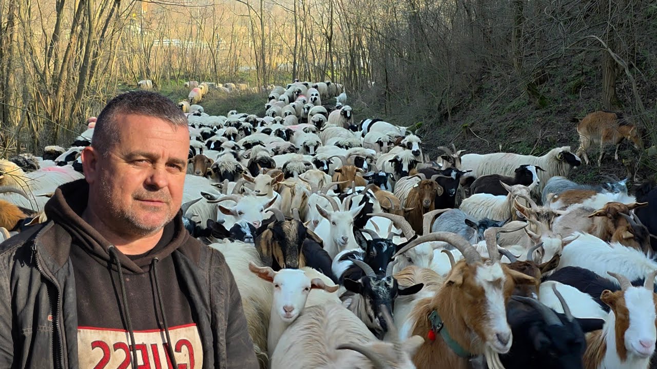 OILE, CAPRELE ȘI PĂSĂRILE LUI MIRCEA ARMEANU/ANIMALELE IMI DAU PUTERE SĂ MERG ÎNAINTE DE UNUL SINGUR