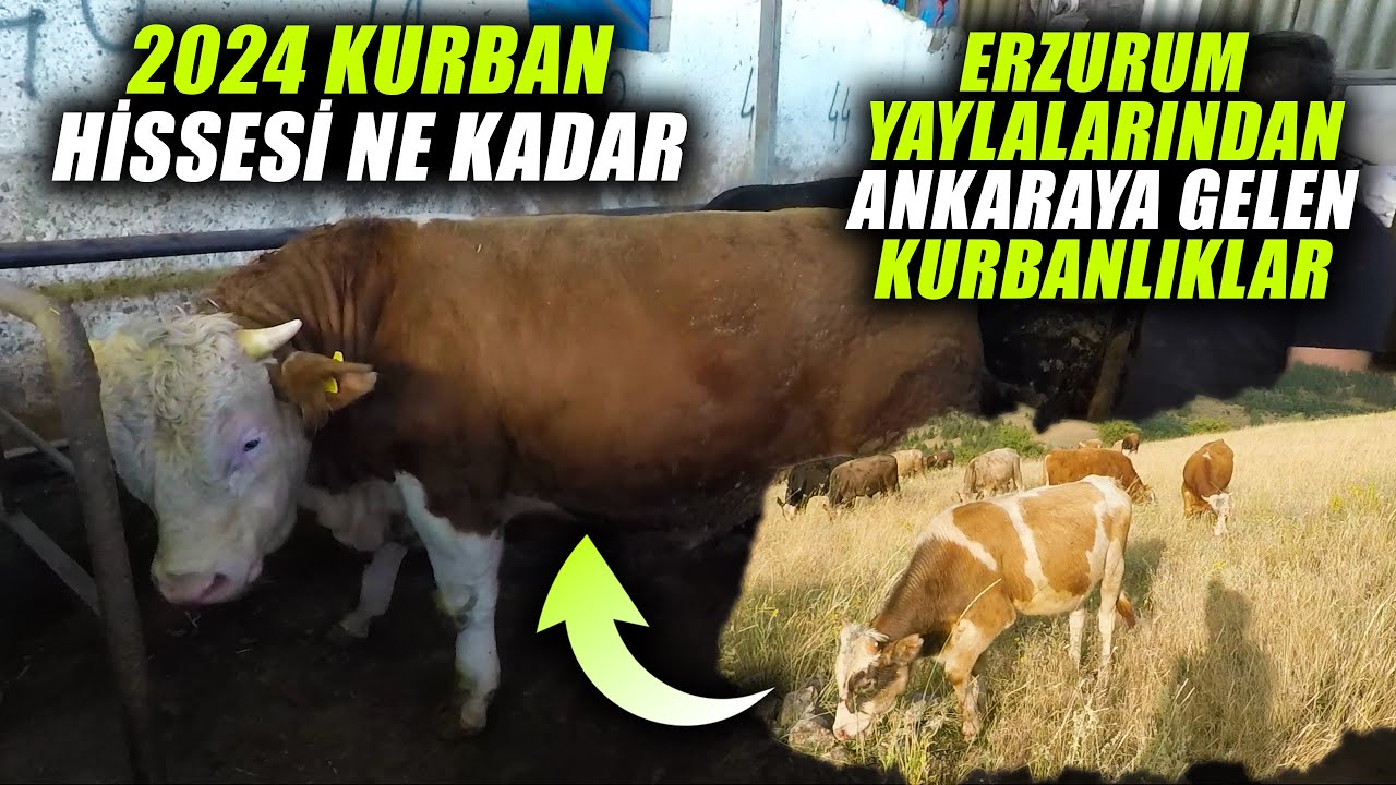Ankara Pursaklar Ekşioğlu Besi Çiftliği 2024 Kurbanlıkları | 0 542 269 70 51