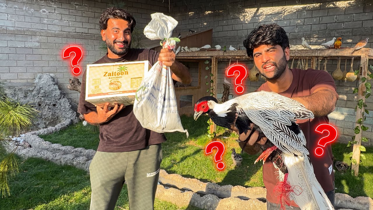 Box Main Kiya Hai ? 😲