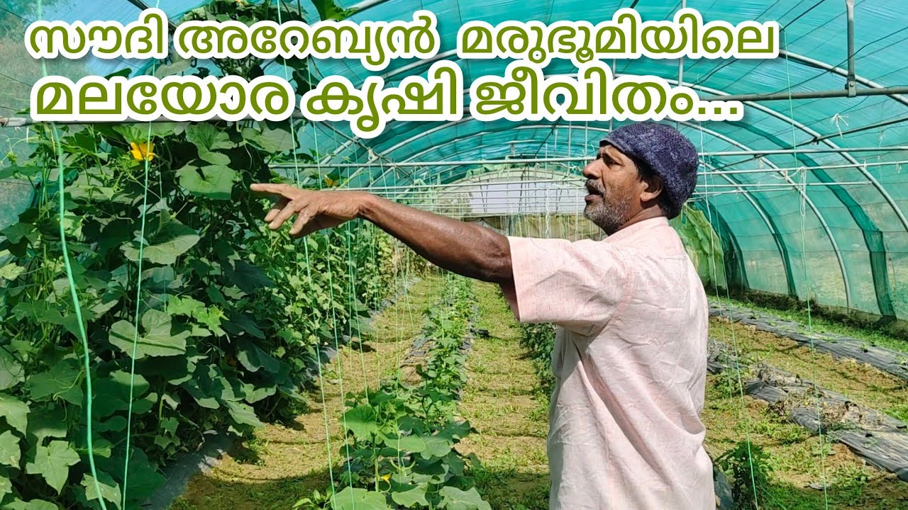 സൗദി അറേബ്യൻ മരുഭൂമിയിലെ കൃഷി ജീവിതം. /@ZiyaTalks   