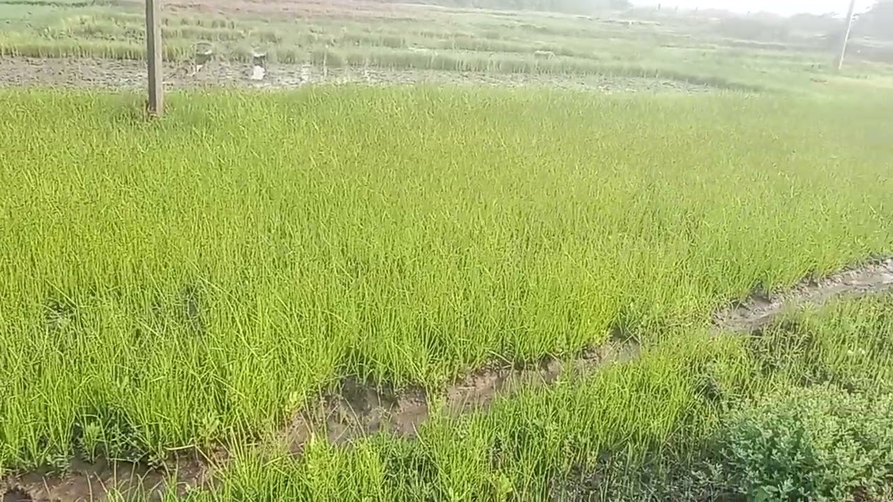 Nature and natural 
