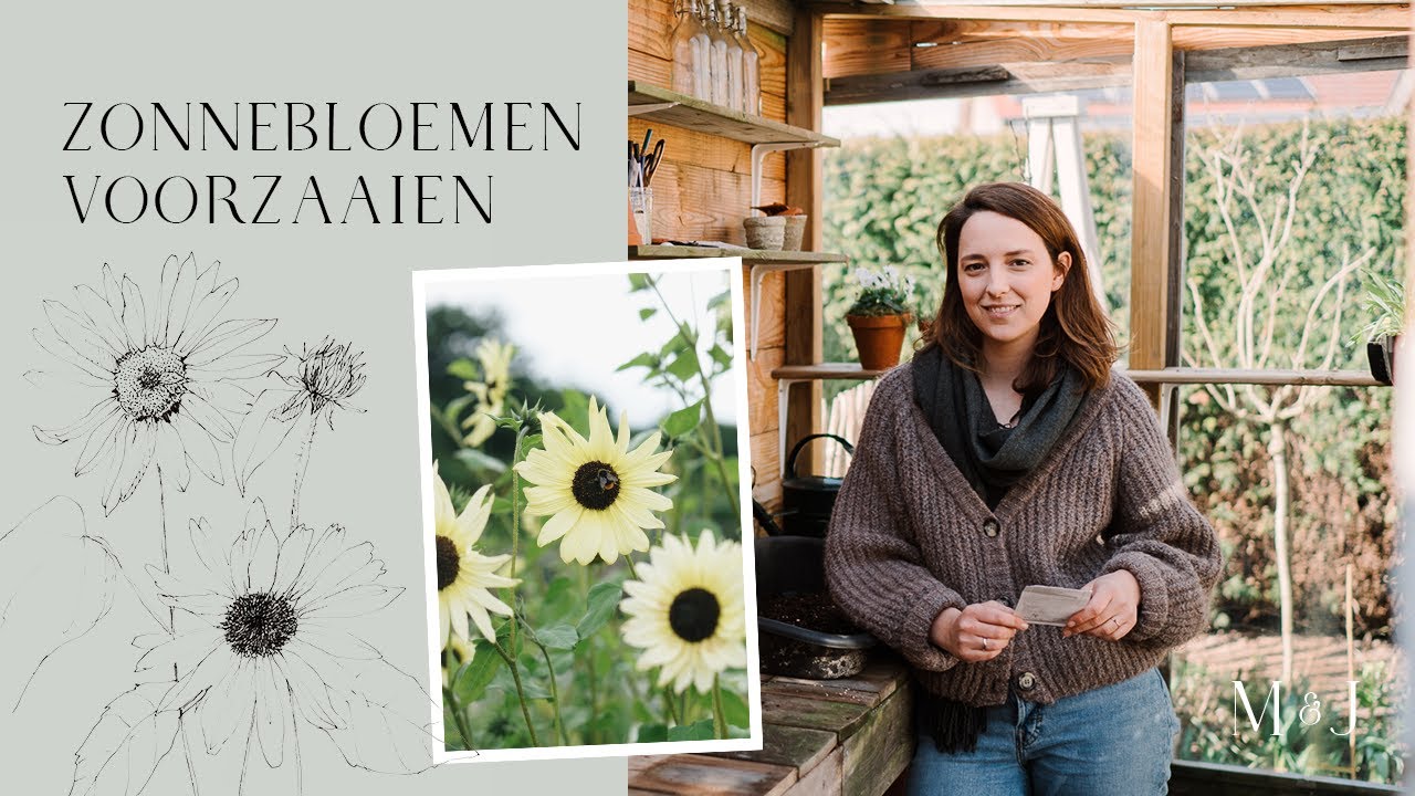 Zonnebloemen voorzaaien - MAY & JUNE