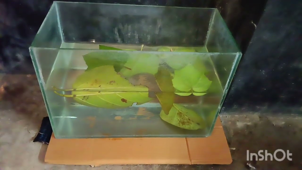 মাশার লাভা দিয়ে মাছ পালন করা