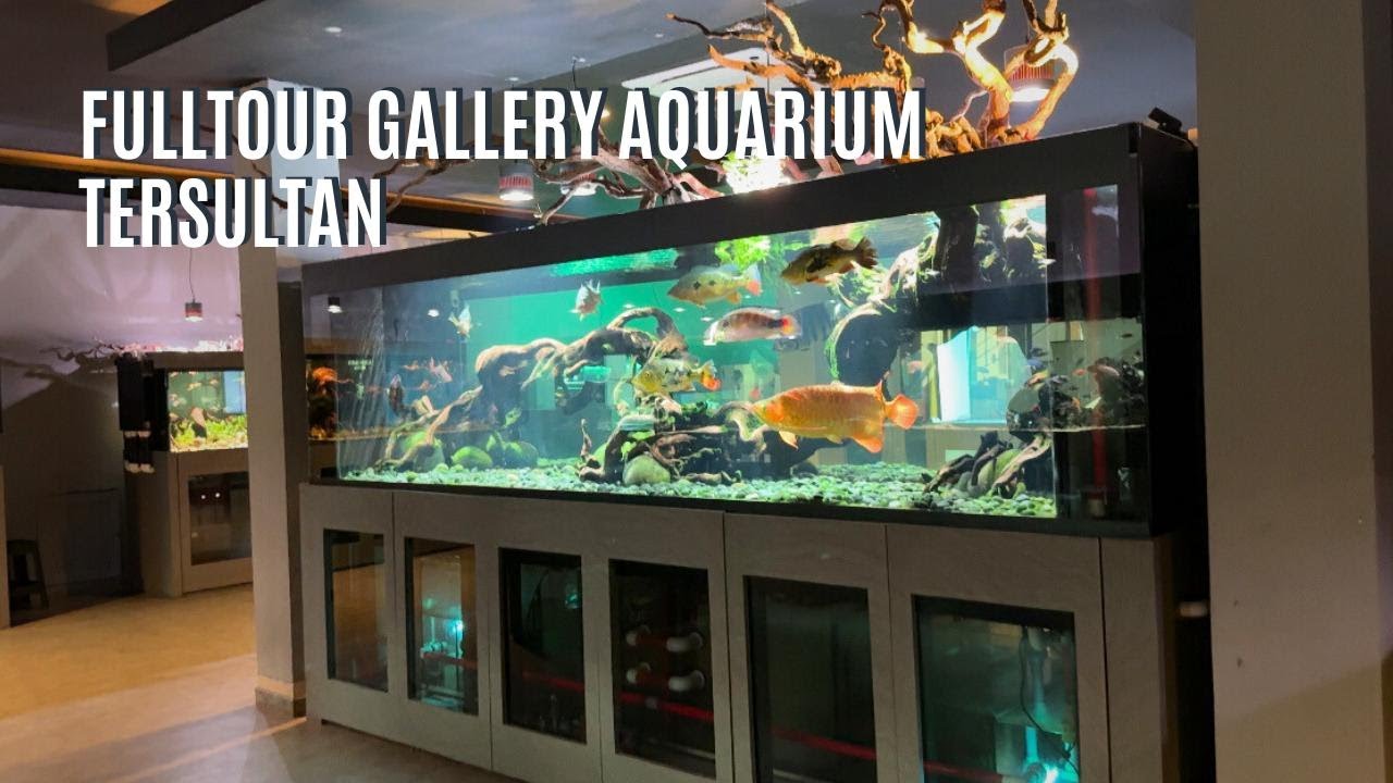MASUK GALLERY AQUARIUM TERMEWAH!! Koleksi Rumah Mayin Gak Ngotak!