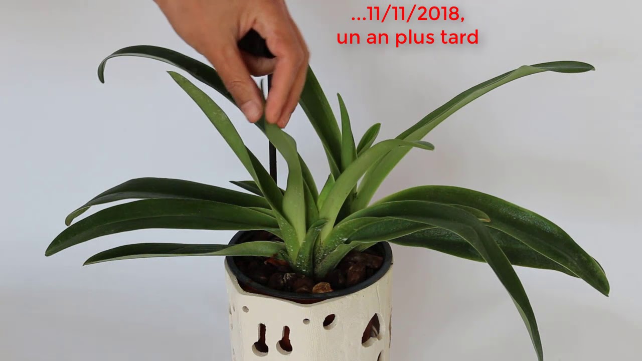 Orchidées:Culture et floraison d'un paphiopedilum hybride