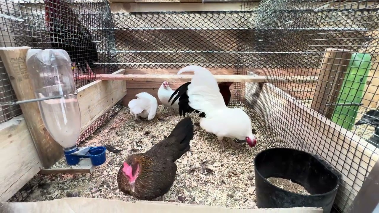 Qaib Thai chicks|OEGB|Cubalaya updates 2/20/24