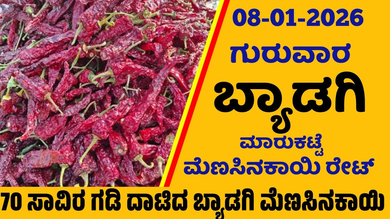 08-01-2026 Byadgi Market Mirchi Rate | chilli Rates  Byadgi Market Menasinakayi Rate #Byadgi Market