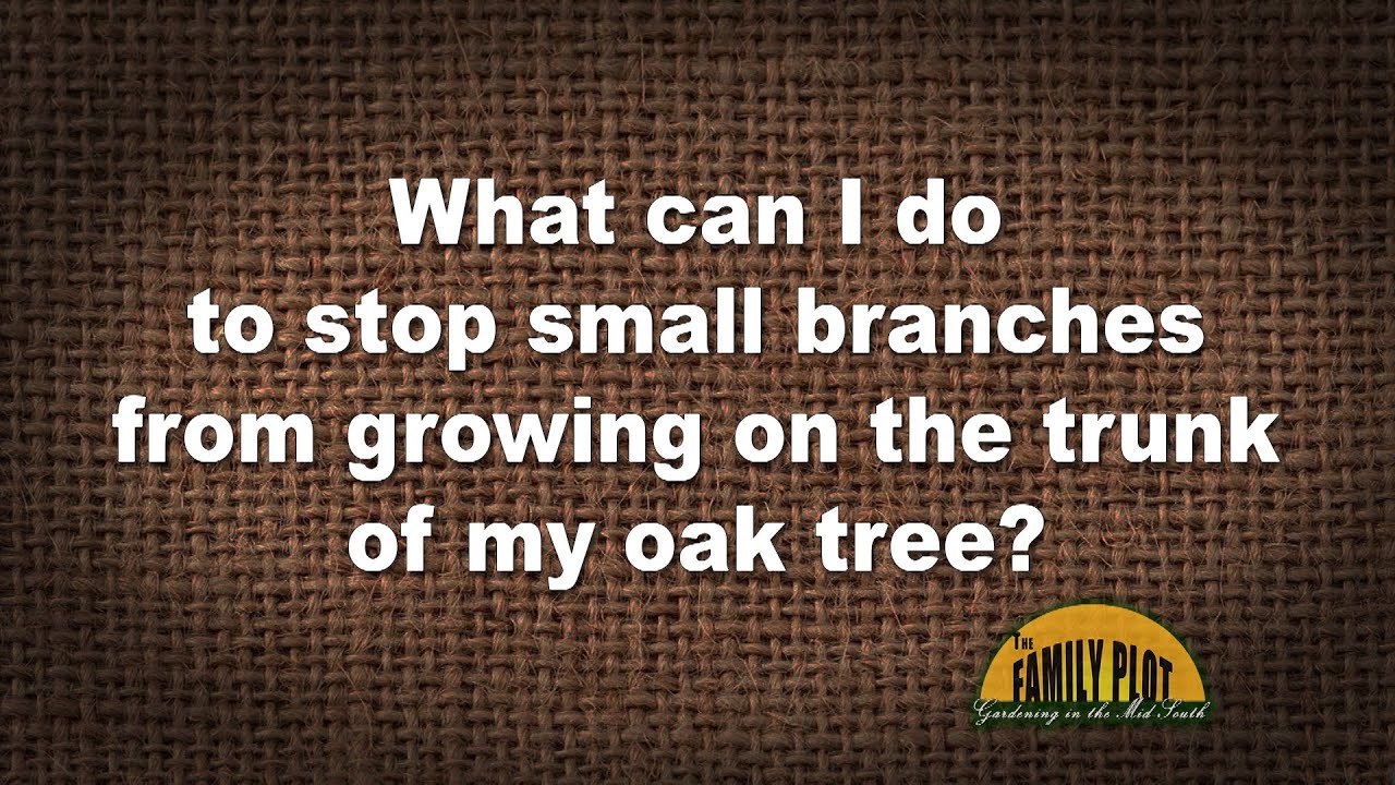 Q&A – What can I do to stop small branches from growing out of an oak tree trunk?
