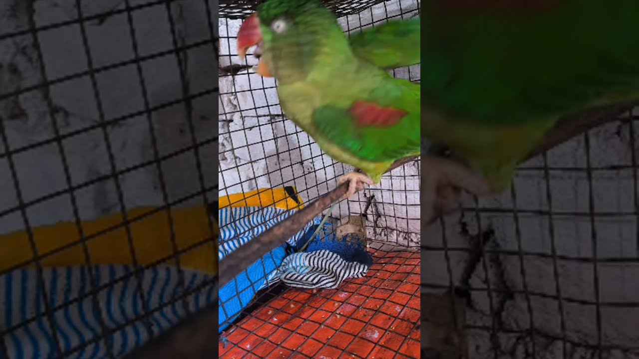 https://www.youtube.com/@Rahilaparrotlover